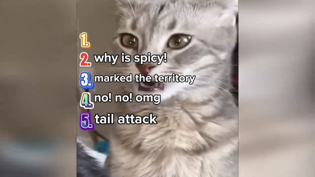 top 5 funny cat moments!!😂🤣