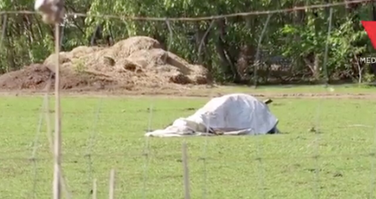 BC Ostrich shot by drone!
