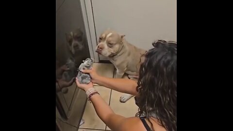 This pitbull got the neigjbors’ dog pregnant.🥰😍🐾