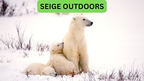 Polar Bear Live Cams!