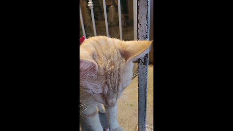 Oliver