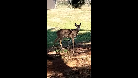 Deer 🦌
