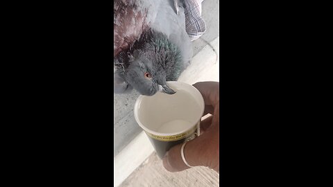Dying pigeon