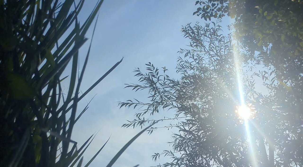 Monodruid (Live) Sevenoaks — Wildlife Reserve (8th August, 2025)