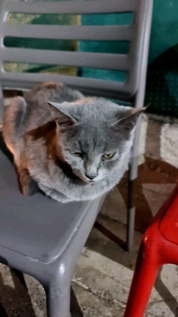 My best street cat friendly