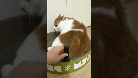 funny animals