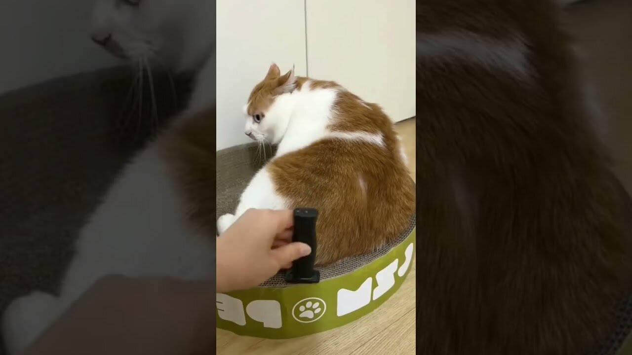 funny animals