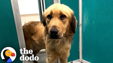 Dog Who Got Left Behind By His Family Gets A New Lease On Life | The Dodo