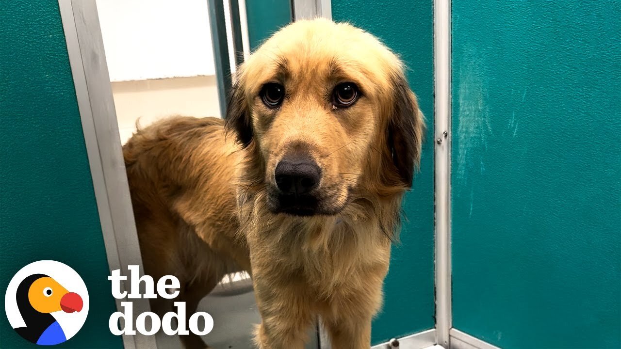 Dog Who Got Left Behind By His Family Gets A New Lease On Life | The Dodo
