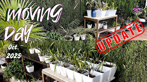 Moving Miniature Cattleya Orchids For Fall Winter Exposure | UPDATES on SCALE Victims #ninjaorchids