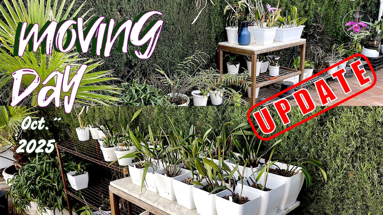 Moving Miniature Cattleya Orchids For Fall Winter Exposure | UPDATES on SCALE Victims #ninjaorchids