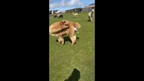 amazing borning