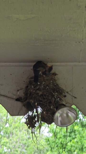 Robins Feeding Their Babies🥰