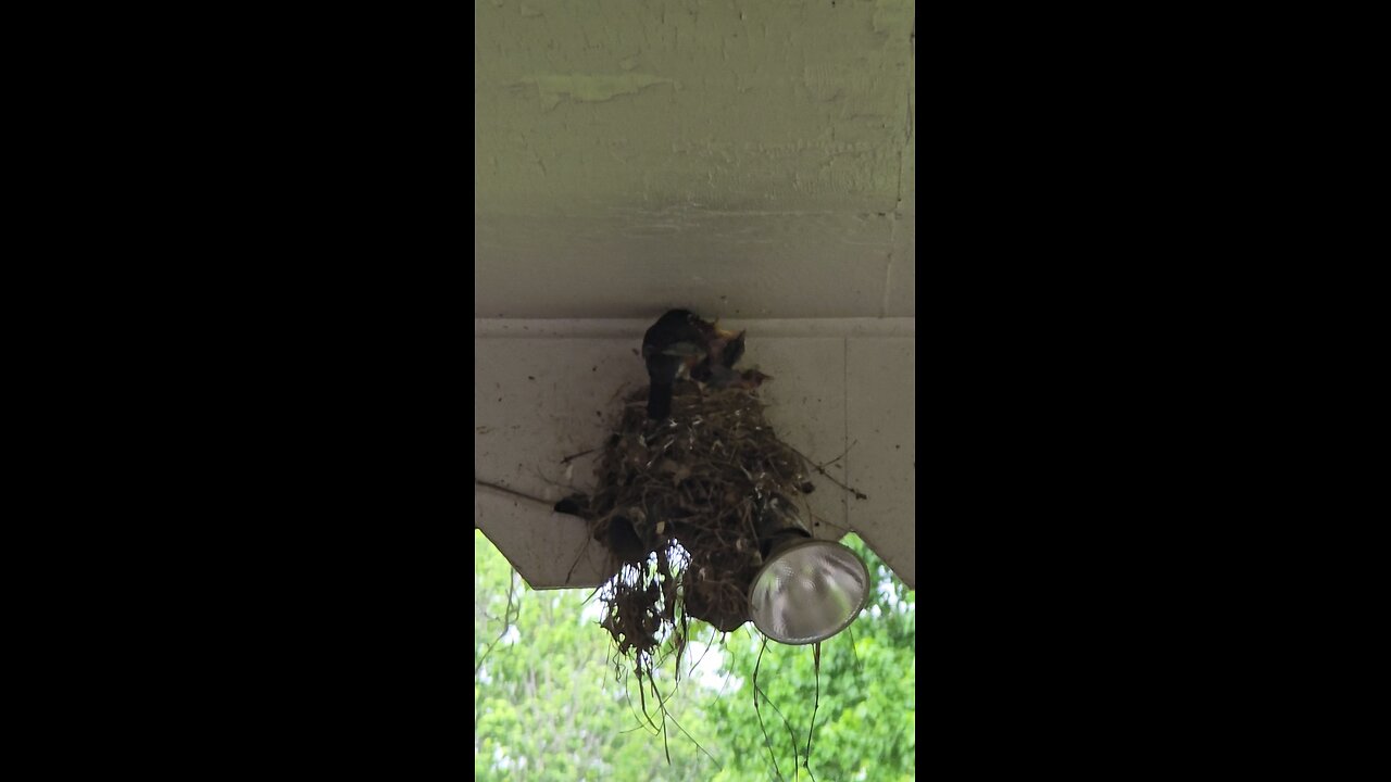 Robins Feeding Their Babies🥰
