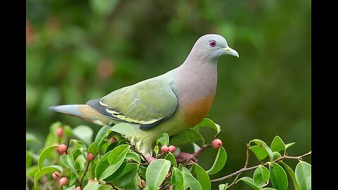 Dove