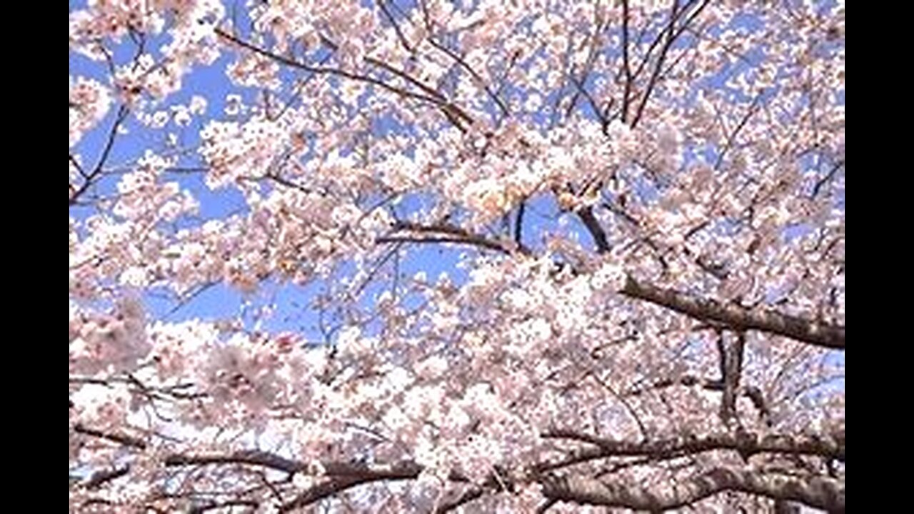 Love Teme (Song of Scheherazade Cover) / Sanctuary Church