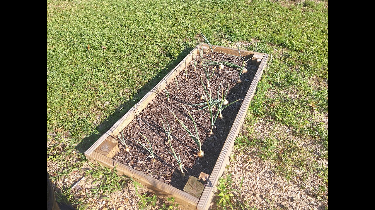 DP Sweet Short Day Onion Failure 6/12/25