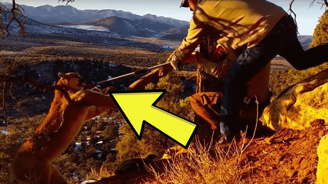 Mountain Lion Tries To Escape Trap – But When This Man Sees It Something Amazing Happens