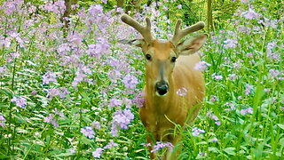 Buck Deer Walking Among Wildflowers