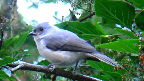 Tufted Titmouse
