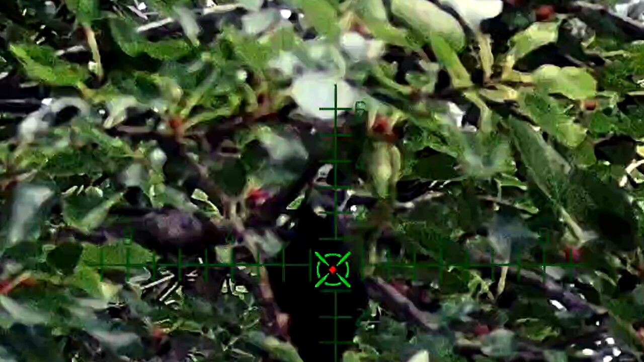 Starlings, backyard pesting