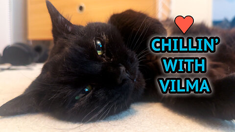 Relaxing Chill Session With Vilma The Cat V2