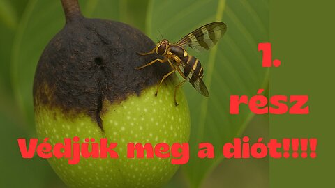 ⚠️🐛 🪰 1. rész!!! Védjük meg a diót a Nyugati dióburok-fúrólégytől!!