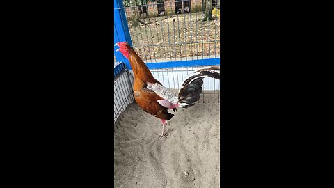 animales
