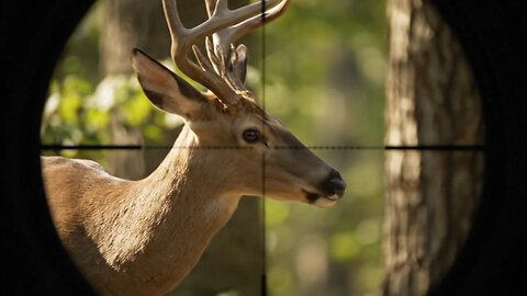 Majestic Buck Captured Through Powerful Telescope Zoom.