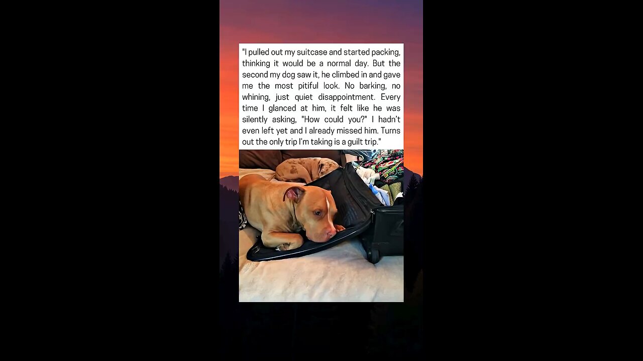 Dog Refuses to Let Owner Pack