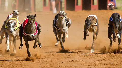 Dog race - Greyhound