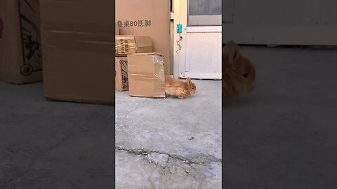 A cute bouncing rabbit, cute pet debut plan, rabbit, rural cute pet