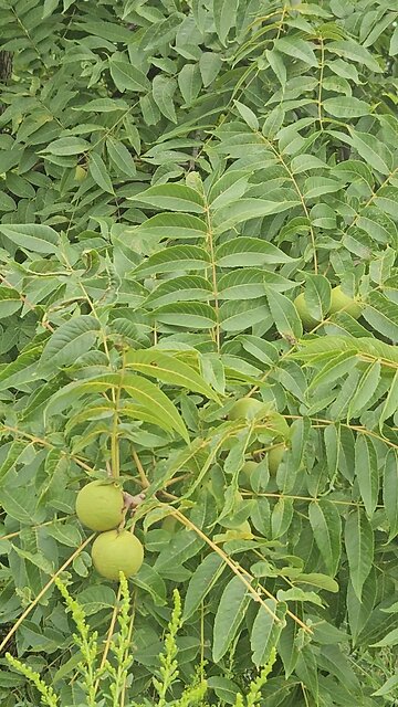 Black Walnuts