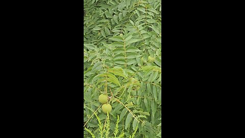 Black Walnuts