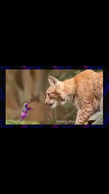 A Lynx is Mesmerized by a Hummingbird