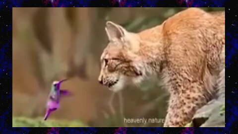 A Lynx is Mesmerized by a Hummingbird