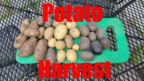 Potato Harvest after some weeding & pruning