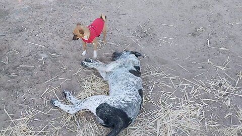 New sweater for Goliath