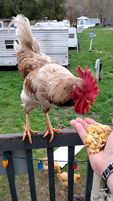 Rooster eating from my hand