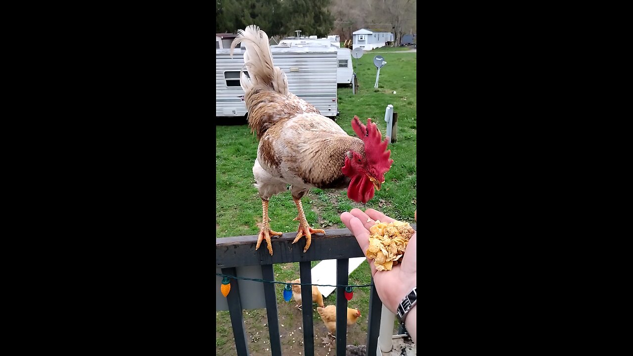 Rooster eating from my hand