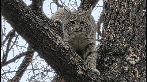 Bobcat hounds in the Southwest