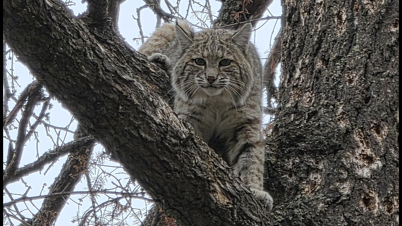 Bobcat hounds in the Southwest