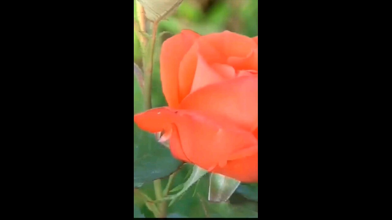 Daily Verse January 2nd 2025