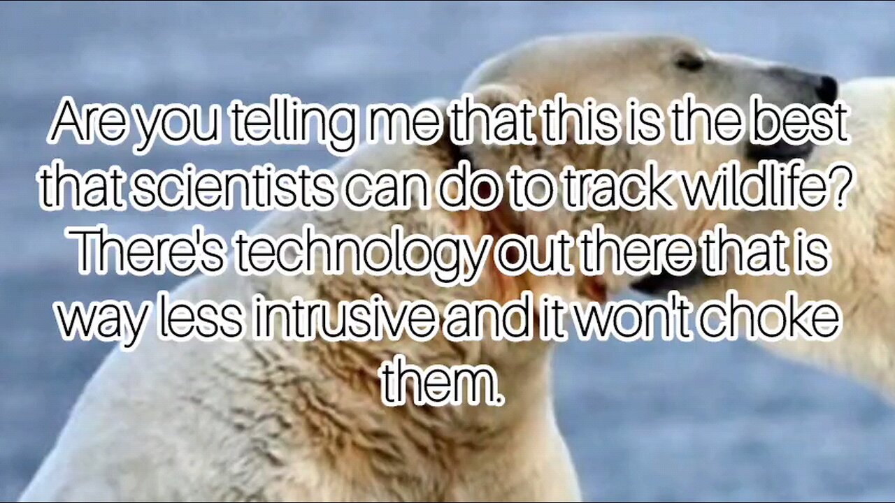 Scientists, I think that you can do a lot better than the equipment on these wild animals.