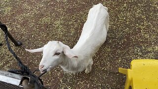 Goat