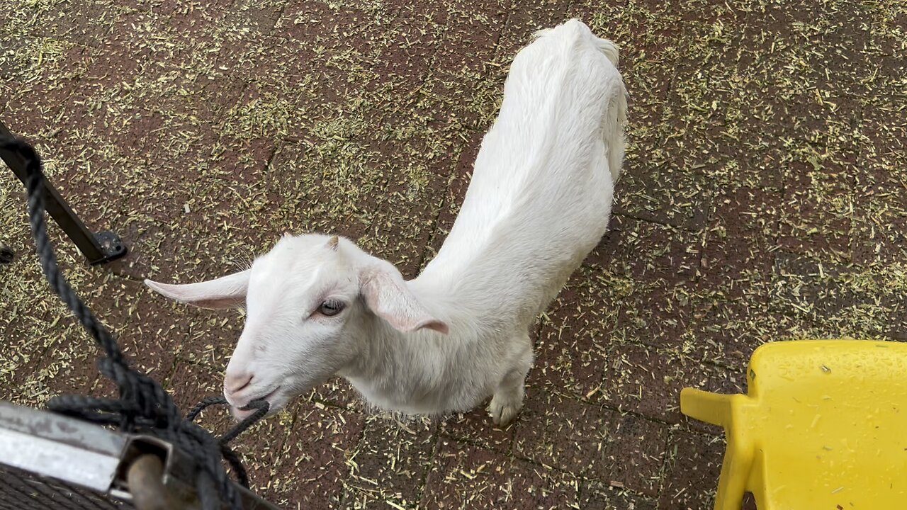 Goat
