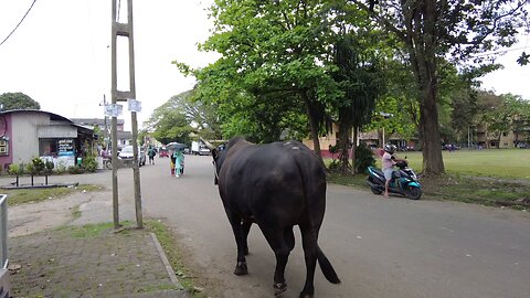 A black bull walks along the path of peace… Here's the beauty of nature."