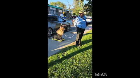 Group Dog Obedience Training