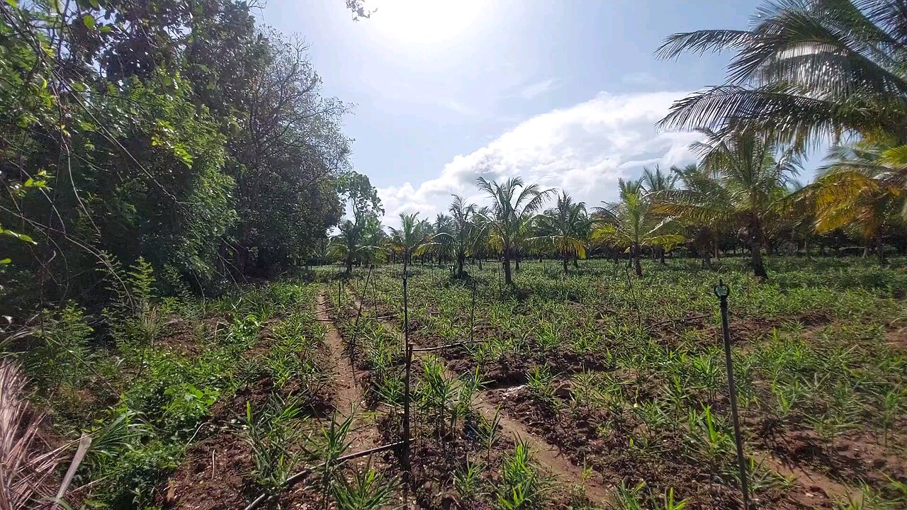 Our Ginger Garden 🌱 | Daily Update from Our Organic Farm
