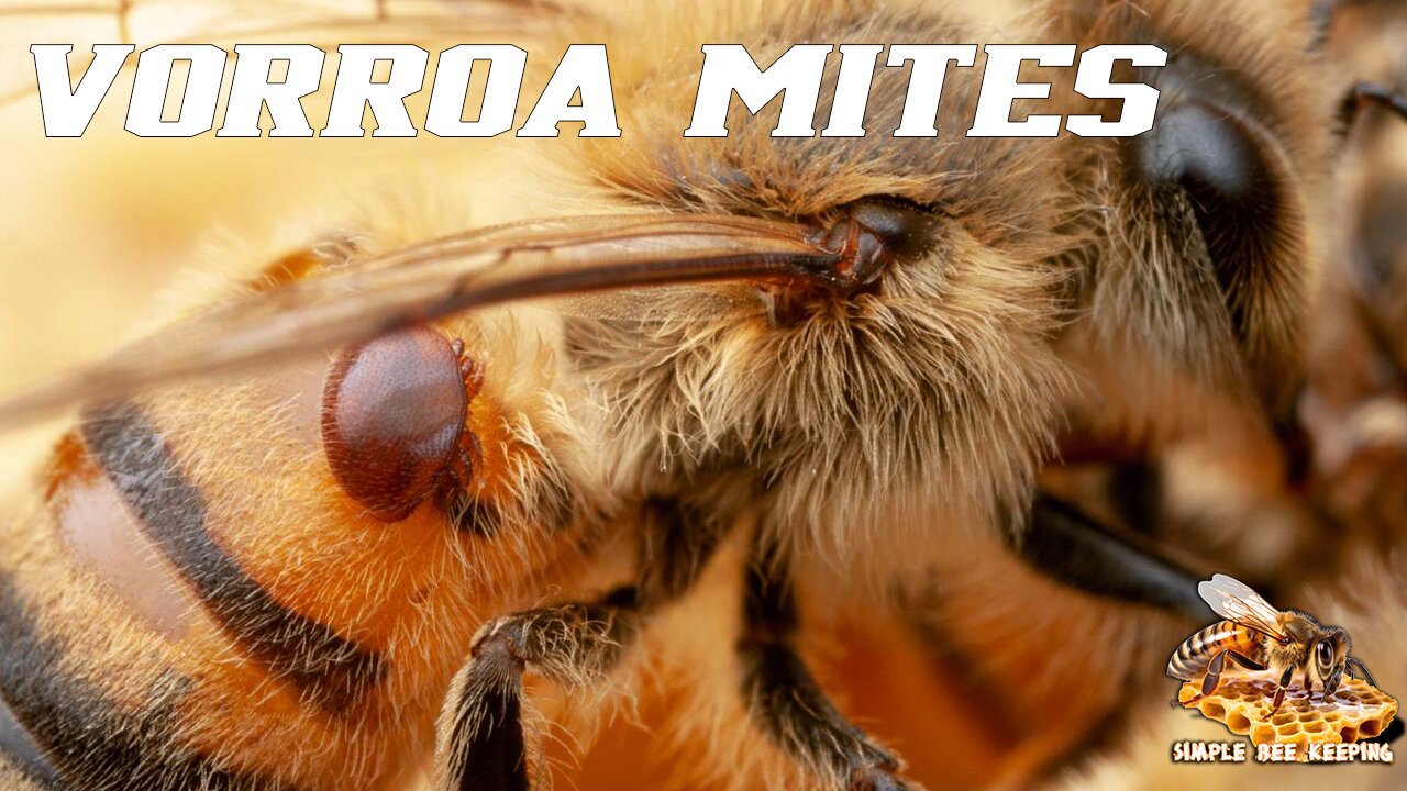 What are Varroa mites?